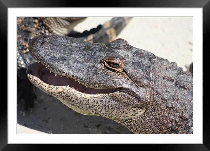 The American alligator Framed Mounted Print by Albert Gallant