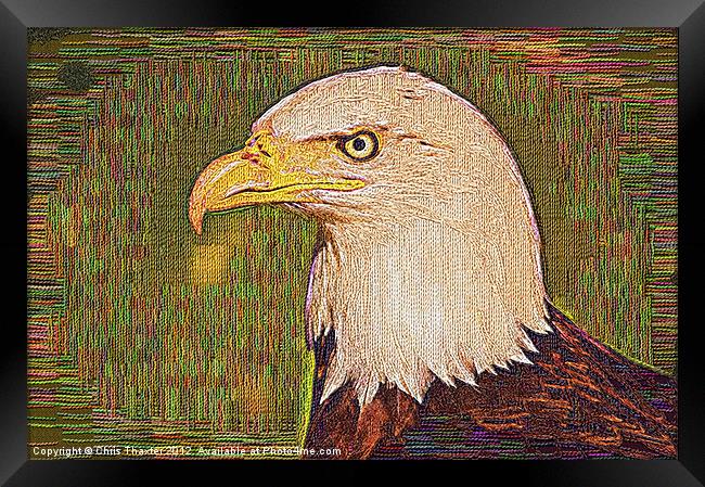 Bald Eagle Embroidered Framed Print by Chris Thaxter