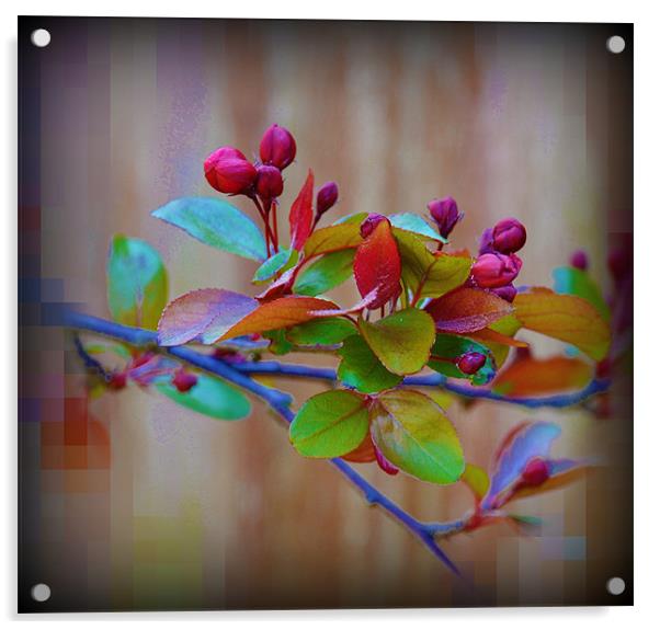 tree blossom Acrylic by sue davies