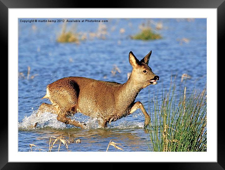 Roe Deer Framed Mounted Print by Martin Kemp Wildlife