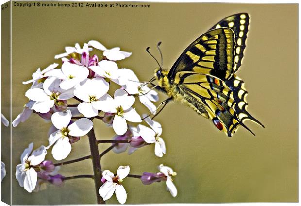 Swallowtail Canvas Print by Martin Kemp Wildlife
