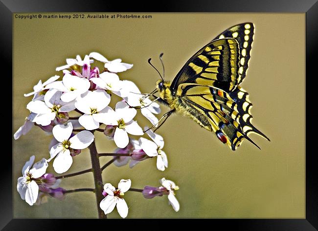 Swallowtail Framed Print by Martin Kemp Wildlife