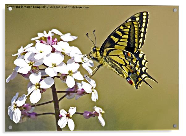 Swallowtail Acrylic by Martin Kemp Wildlife