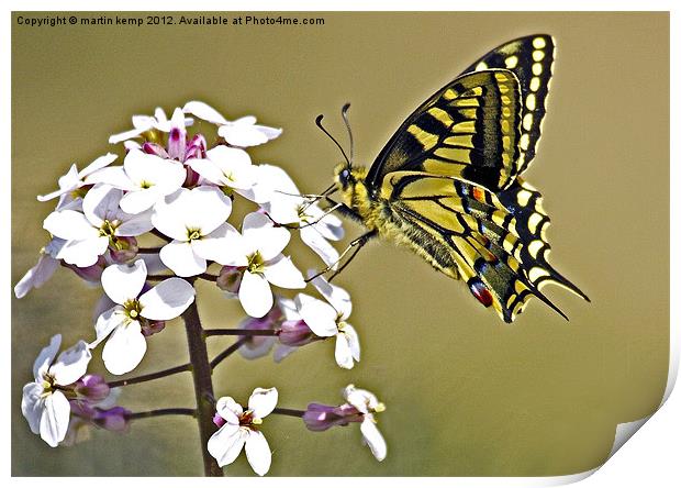 Swallowtail Print by Martin Kemp Wildlife