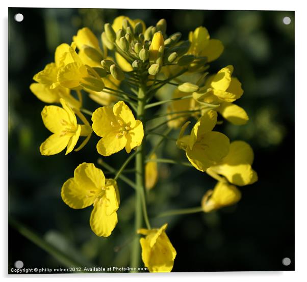 Oilseed Rape In Flower Acrylic by philip milner