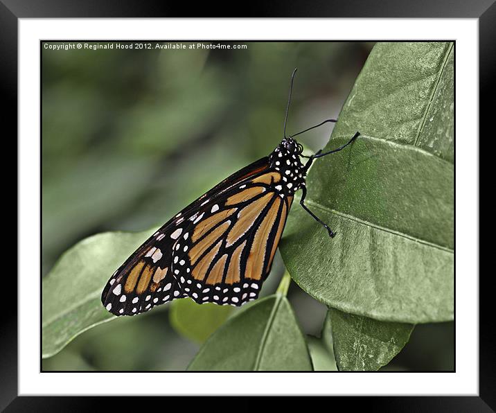 Monarch Butterfly Framed Mounted Print by Reginald Hood