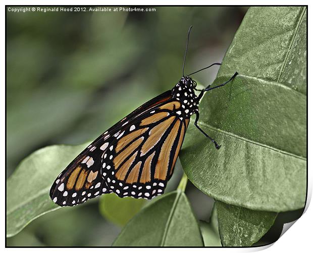 Monarch Butterfly Print by Reginald Hood