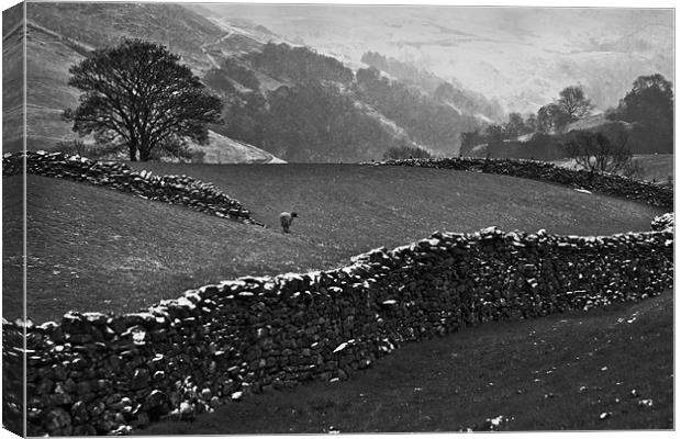 Snow in the Dales Canvas Print by Richard Thomas