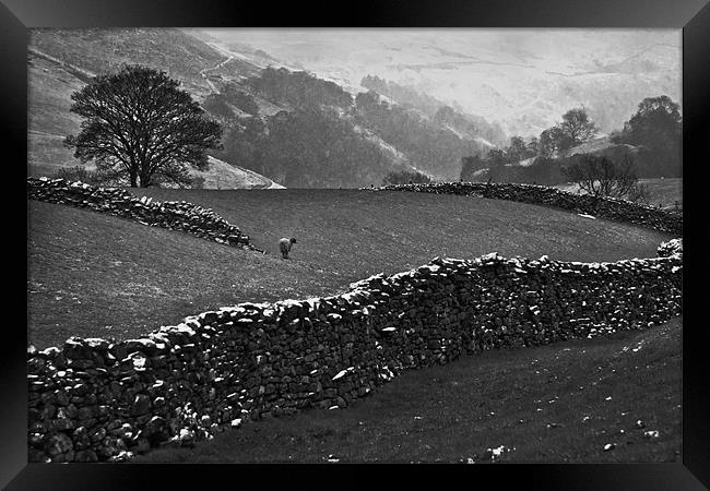 Snow in the Dales Framed Print by Richard Thomas