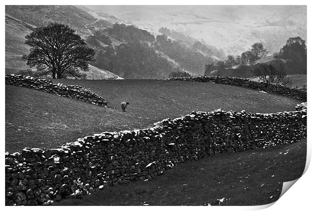 Snow in the Dales Print by Richard Thomas