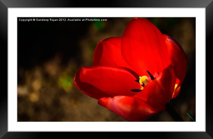 The blooming starts... Framed Mounted Print by Sandeep Rajan