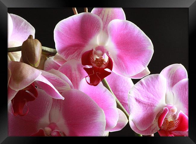 Orchid - Close Up Framed Print by Tanya Beaudry