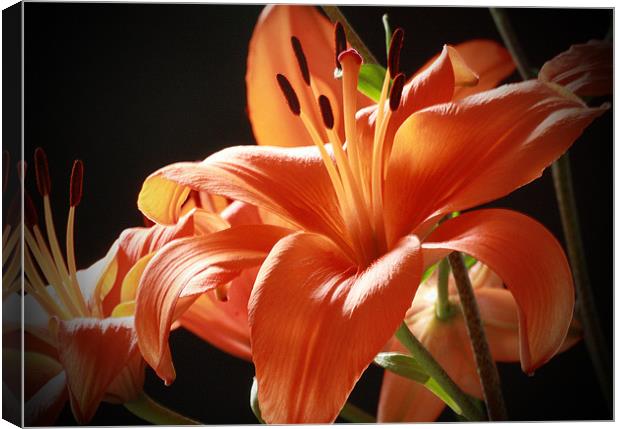Lillies Canvas Print by Tanya Beaudry