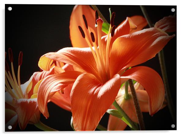 Lillies Acrylic by Tanya Beaudry