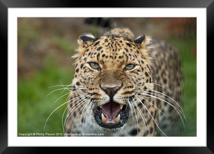 Amur Leopard Framed Mounted Print by Philip Pound