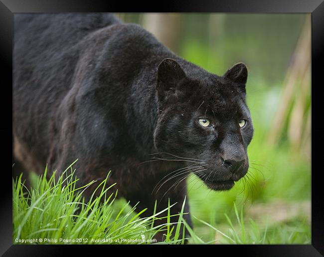 Black Panther Framed Print by Philip Pound