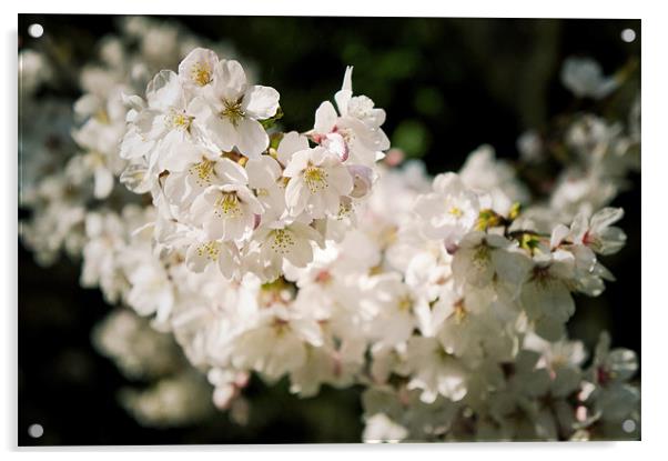 Cherry Blossom Acrylic by Martin Irwin