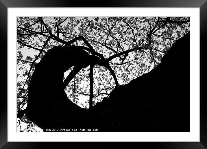 Spiral Cherry Blossom Tree Framed Mounted Print by Martin Irwin