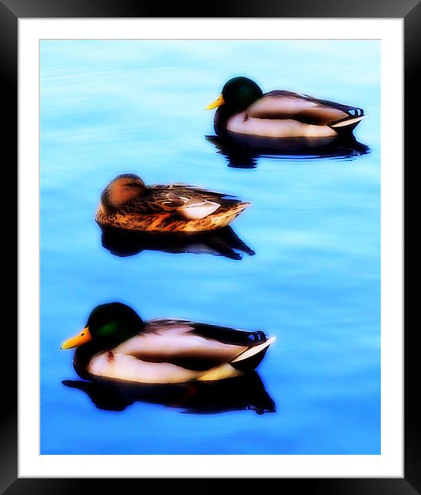 Threes A Crowd Framed Mounted Print by Louise Godwin