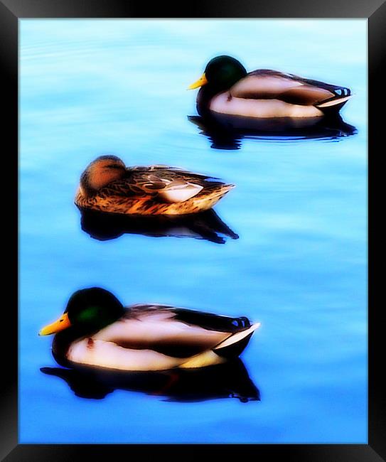 Threes A Crowd Framed Print by Louise Godwin