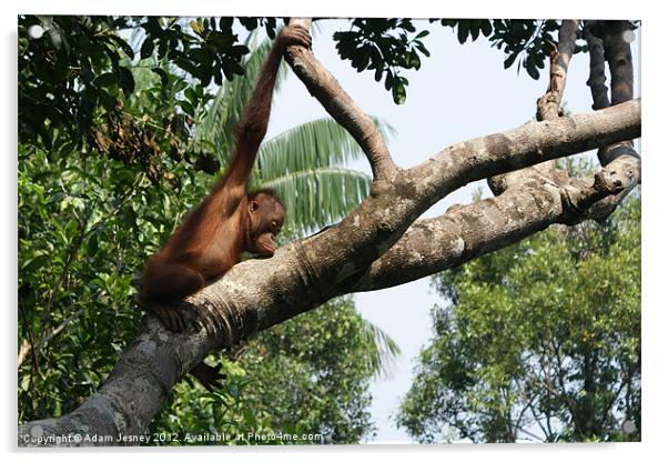 Sleepy Orang Utan Acrylic by Adam Jesney