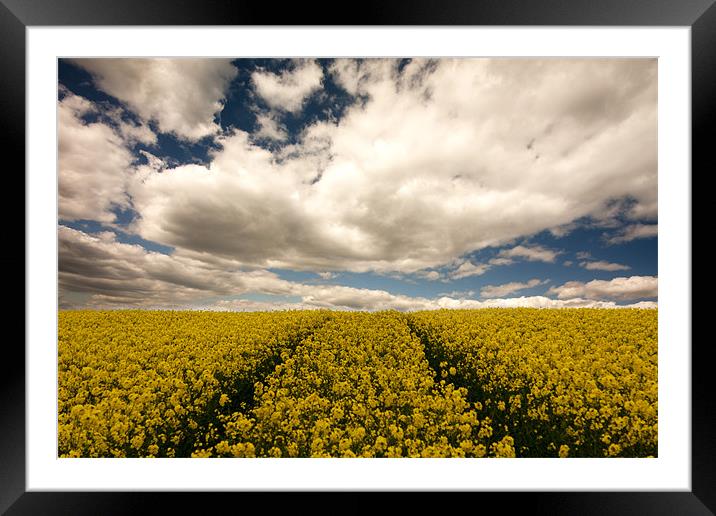 Yellow sea Framed Mounted Print by mark leader