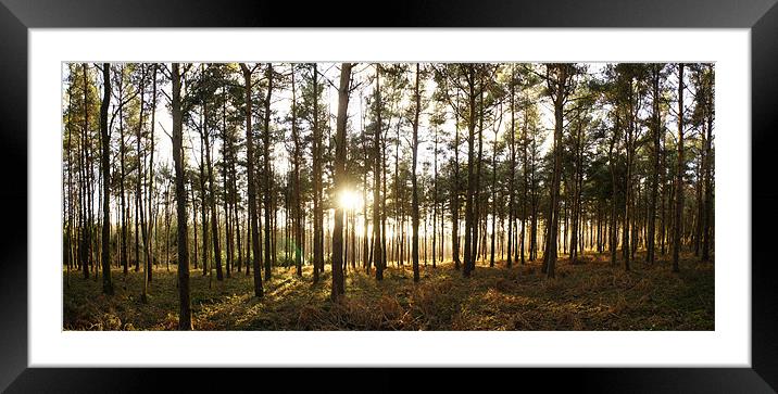 Sunset in Pine Framed Mounted Print by David  Fennings