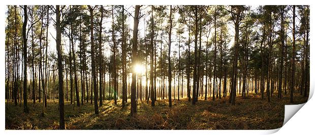 Sunset in Pine Print by David  Fennings