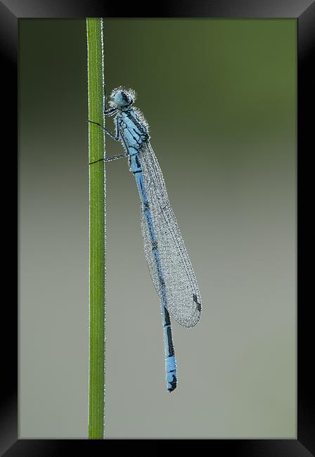Azure Damselfly Framed Print by Natures' Canvas: Wall Art  & Prints by Andy Astbury