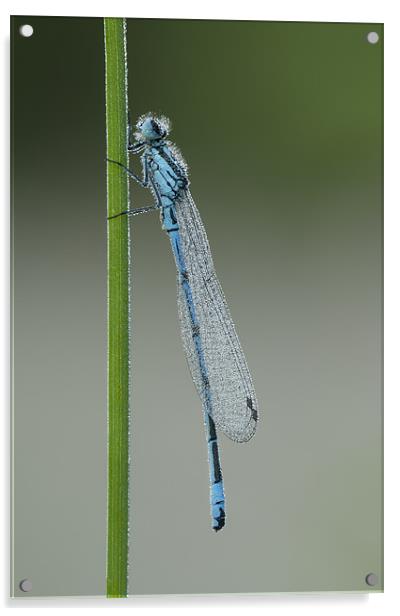 Azure Damselfly Acrylic by Natures' Canvas: Wall Art  & Prints by Andy Astbury