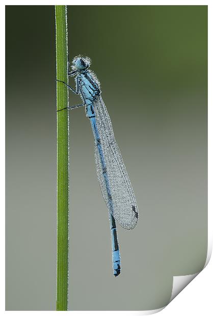 Azure Damselfly Print by Natures' Canvas: Wall Art  & Prints by Andy Astbury