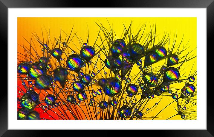 Rainbow Drops. Framed Mounted Print by paul cowles