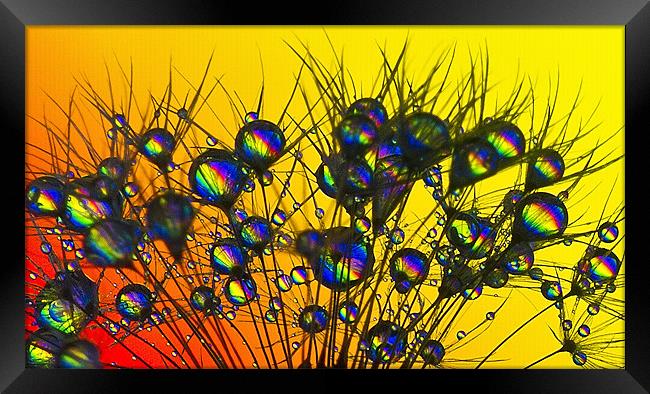 Rainbow Drops. Framed Print by paul cowles