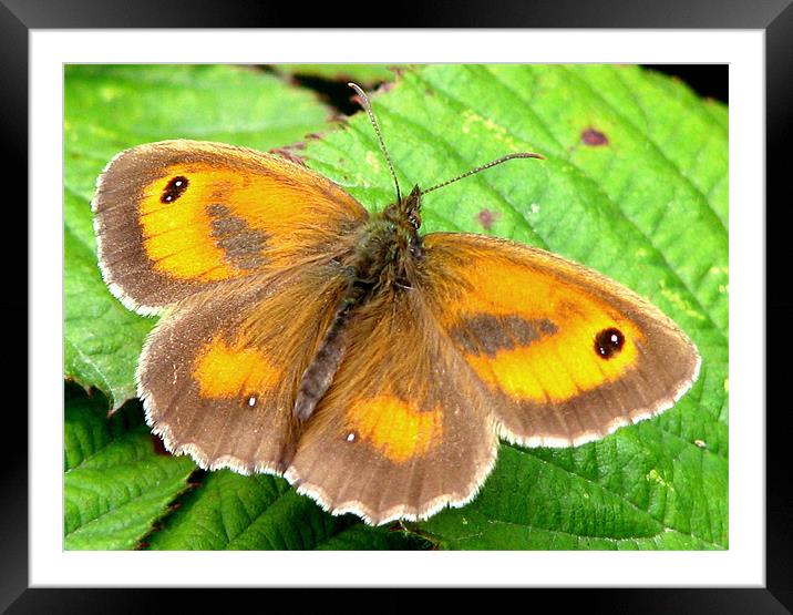 Gatekeeper butterfly Framed Mounted Print by Chris Keast