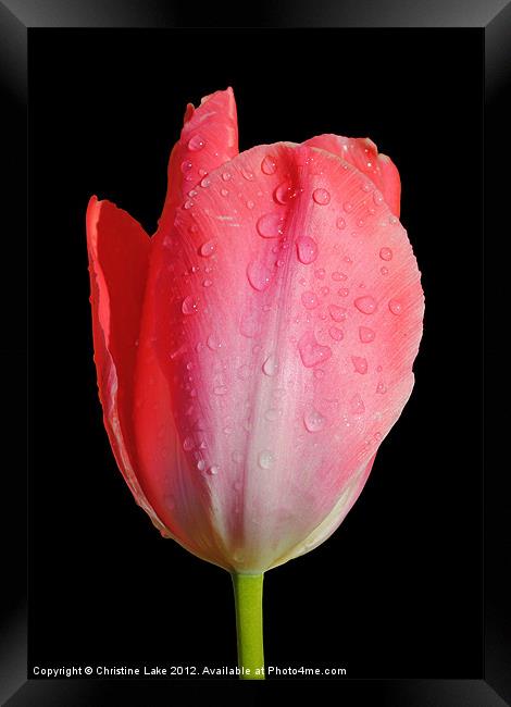 April Shower Tulip Framed Print by Christine Lake