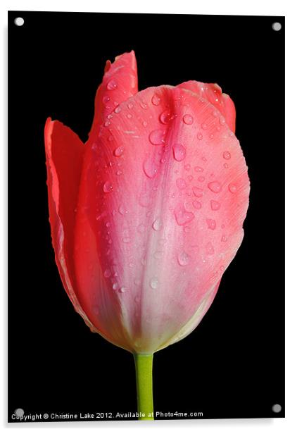 April Shower Tulip Acrylic by Christine Lake