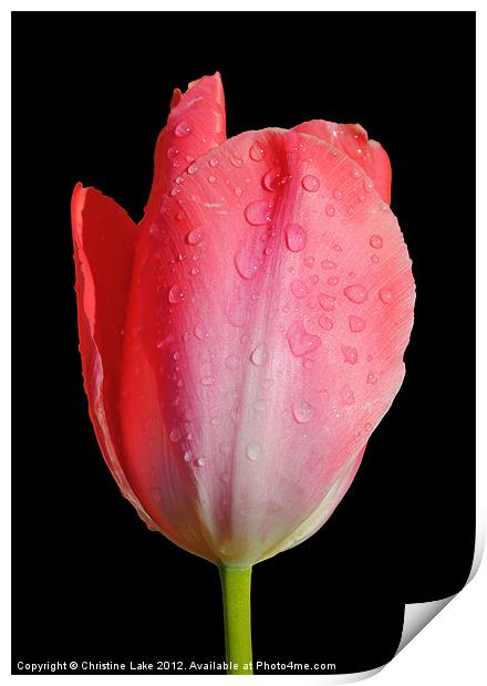 April Shower Tulip Print by Christine Lake