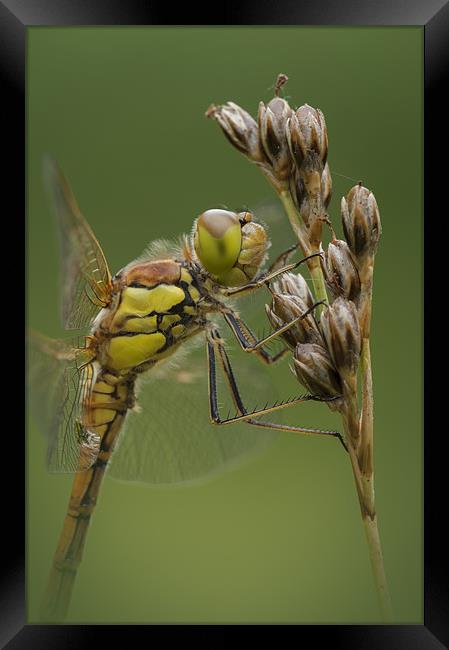 Male Common Darter Framed Print by Natures' Canvas: Wall Art  & Prints by Andy Astbury