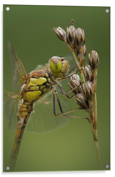 Male Common Darter Acrylic by Natures' Canvas: Wall Art  & Prints by Andy Astbury