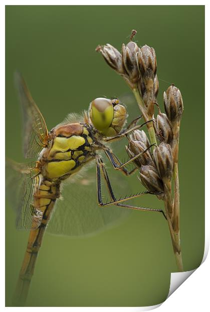Male Common Darter Print by Natures' Canvas: Wall Art  & Prints by Andy Astbury
