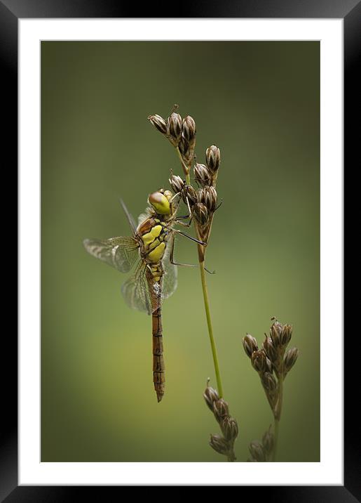 Icon of Summer Framed Mounted Print by Natures' Canvas: Wall Art  & Prints by Andy Astbury
