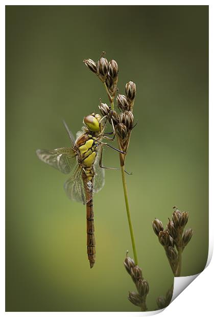 Icon of Summer Print by Natures' Canvas: Wall Art  & Prints by Andy Astbury