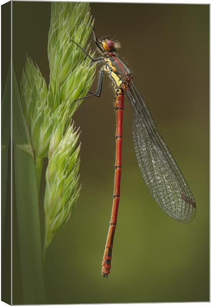 Large Red Damselfly Canvas Print by Natures' Canvas: Wall Art  & Prints by Andy Astbury