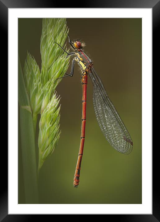 Large Red Damselfly Framed Mounted Print by Natures' Canvas: Wall Art  & Prints by Andy Astbury