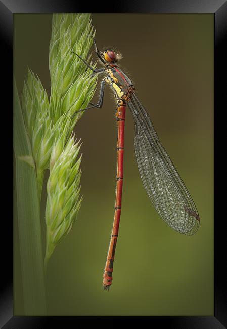 Large Red Damselfly Framed Print by Natures' Canvas: Wall Art  & Prints by Andy Astbury