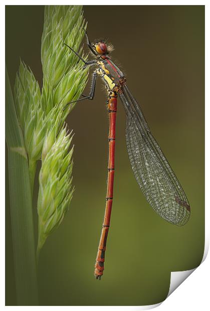 Large Red Damselfly Print by Natures' Canvas: Wall Art  & Prints by Andy Astbury