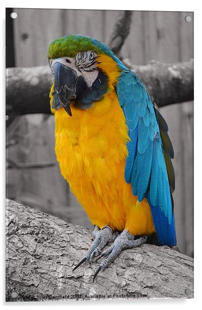Longlete's Parrot Acrylic by Jules Camfield