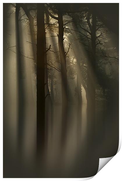 Trees and Light Print by Natures' Canvas: Wall Art  & Prints by Andy Astbury