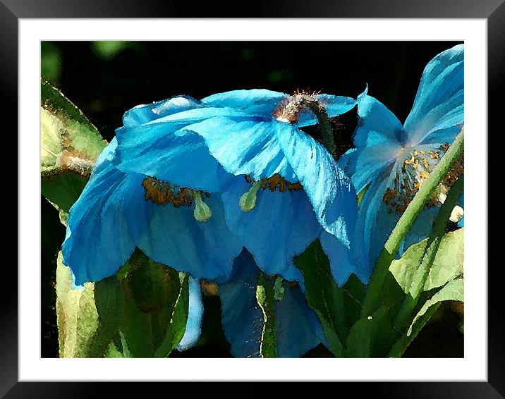 Blue Poppies Framed Mounted Print by Amanda Moore