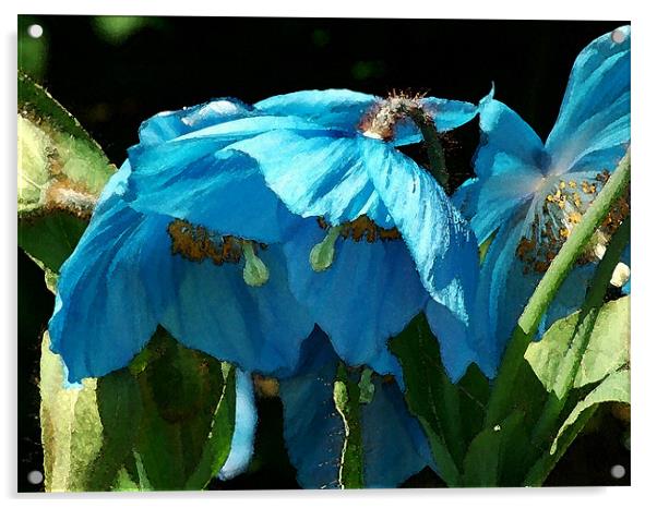 Blue Poppies Acrylic by Amanda Moore